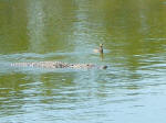 Alligator